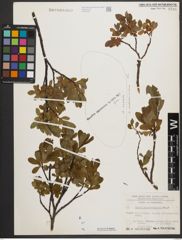 Foto von Salix waldsteiniana Willd.